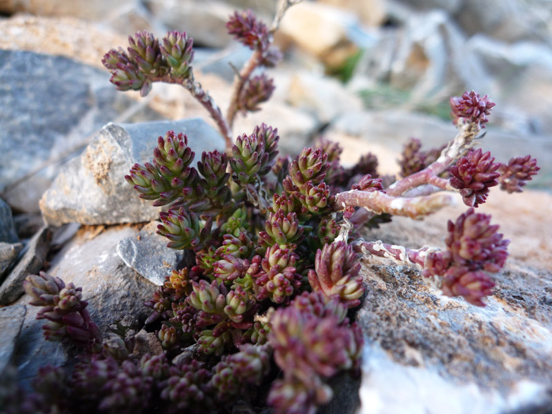 Sedum  sp.?